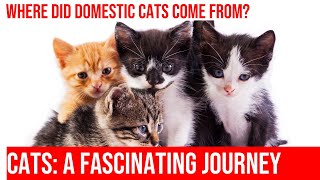 The Fascinating Origins of Domestic Cats [upl. by Dej]