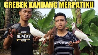 GREBEK KANDANG MERPATIKU MERPATIKU [upl. by Ihculo]