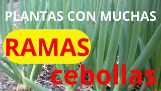 COMO hacer para tener plantas de CEBOLLA larga con muchas ramas [upl. by Starobin]