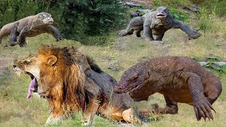 KOMODO DRAGON Takes On AFRICAN LION In Wild Showdown [upl. by Viafore]