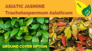 Asiatic Jasmine  Trachelospermum Asiaticum [upl. by Arraeis492]