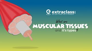 What are muscular tissue and its types  Biology  Extraclasscom [upl. by Seif983]