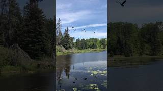 Canada geese flyby [upl. by Ullman109]