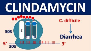 Clindamycin  Mechanism side effects dose and uses [upl. by Ricardama]