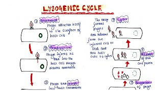 Lysogenic cycle [upl. by Nimzay805]