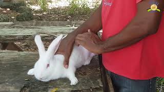 Starting a rabbit business in Jamaica [upl. by Lladnar387]