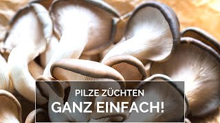 Pilze züchten ganz einfach [upl. by Sillaw]