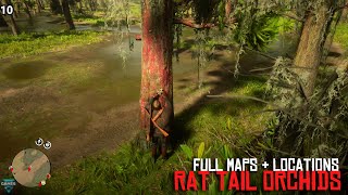 Red Dead Redemption 2  ALL 12 Rat Tail Orchids Locations amp Maps COMPLETE  RDR2 [upl. by Anairad]