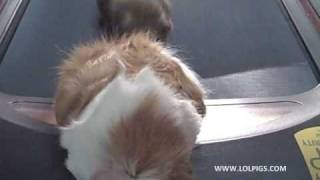 Two Guinea Pigs on a TreadmillOne Falls Off [upl. by Gilburt]