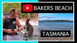 ONE OF MY FAVOURITE PARTS OF TASMANIA BAKERS BEACH  FRIENDLY WILDLIFE [upl. by Etat156]