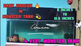 Finally transferred our Arowana in Monster Tank 🎉4 feet Monster tank 💫silverarowana arowana [upl. by Jair]