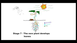 Seed Germination Process [upl. by Pike]