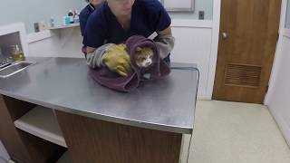 VET VISIT GONE WRONG Cat Attacks Veterinarian [upl. by Cioffred]