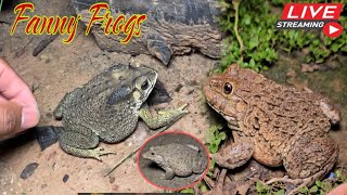 🐸Boing boing catching froggy funny  wep wep catch frogs make you laugh Part10 funny frogs shorts [upl. by Amron]