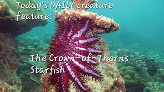 Todays DAILY creature feature The CrownofThorns Starfish [upl. by Hedda]