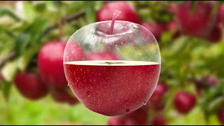 Create a HalfTransparent Apple Effect in Photoshop  StepbyStep Tutorial [upl. by Bagley771]