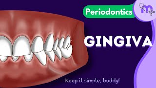 Introduction to Gingiva  Parts  Functions  Periodontology  Animated Explanation [upl. by Eerol]