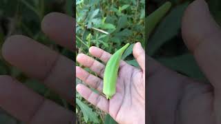 That 2nd Okra On The Fence okra vendakka ladyfinger [upl. by Oneal]