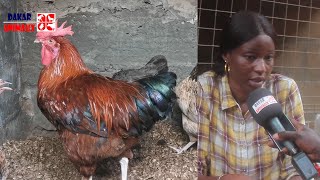 Élevage de poulet local Cette femme réussit limpossible au Sénégal [upl. by Felten]