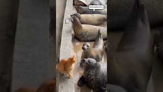 Cat wants some of the seal fish 🐱🦭🐠 shorts cute kitten cat funnycat seal fish [upl. by Nnylyaj]