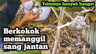 Bunyi ular tedung selar berkokok di balik rumpun bambu [upl. by Kutzer639]