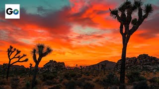 Joshua Tree National Park [upl. by Goebel]