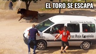 El Toro se Escapa Portillo 2019 Encierro Campero [upl. by Beaston]