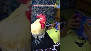 El Gallo Valiente gallos funny gallinas [upl. by Annauqahs174]