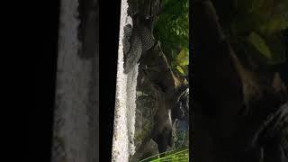 Marbled Sailfin Pleco Pleco fish youtube youtubeshorts ytshorts [upl. by Noyes763]