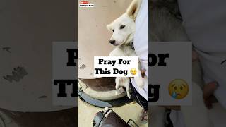 Pray For This Dog 😓  minivlog [upl. by Araccot]