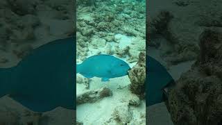 Scarus coeruleus blue parrotfish blauwe papegaai v fish scubadiving snorkeling travel scuba [upl. by Osbert]