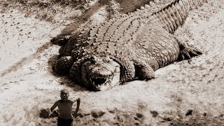 TOP 10 BIGGEST CROCODILES In The World [upl. by Mosi]