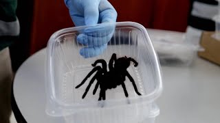 Hundreds of Tarantulas Smuggled on Mans Body [upl. by Zalea]