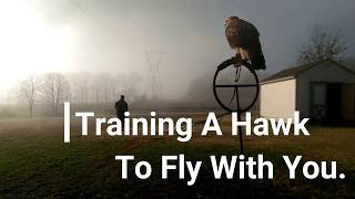 Falconry How To Train A Hawk To Fly With You [upl. by Leona724]