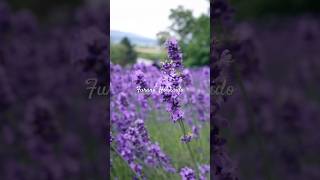 Lavender field at Furano🪻 [upl. by Barthold]