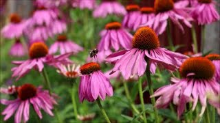 How to Grow Echinacea from Seed [upl. by Erasaec]