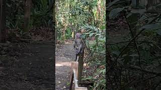 Monkey Sitting comfortable and Admiring the Nature View wildlife shortvideo nature primate [upl. by Aihsekan]