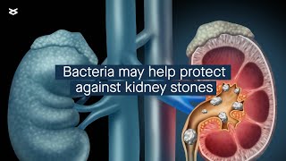 How Lactobacillus acidophilus might protect against kidney stones [upl. by Arayt]