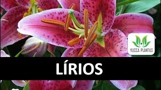 Como sembrar semillas de Lilium [upl. by Alfredo]