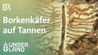 Borkenkäfer auf Tannen  Unser Land  BR Fernsehen [upl. by Atiuqcir670]