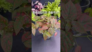 물구멍없어도 잘 크죠 하이포테스 Polka Dot Plant [upl. by Jalbert]