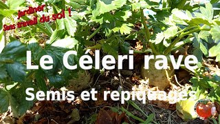 Le céleri rave Semis et repiquages [upl. by Llireva]