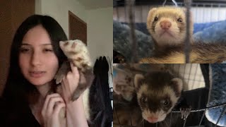 I Rehomed My Ferrets and Why [upl. by Niles661]