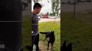 Dig help with owner German shepherd 🤯shortsvideo [upl. by Annaeiluj]