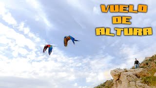 🦜loros VOLANDO muy ALTO👉MONTAÑAS💪 [upl. by Akemrehs]