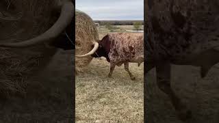 Crazy Longhorn bull attacks Hay [upl. by Chaille749]