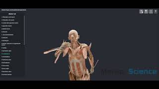 Digital Whole Body Plastination Specimen [upl. by Aiuqenehs]