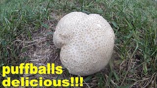 puffball mushrooms how to find harvest and cook [upl. by Zetniuq816]