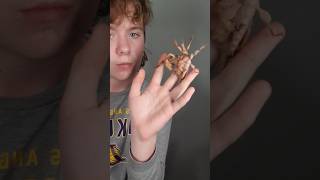 MY LEAF INSECTS FIGHTING funny soundeffects comedy australia bug bugs creepy insects [upl. by Manville182]