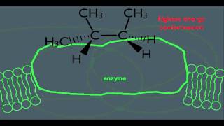 Stereochemistry of Alkanes Introduction to Straight Chain Conform Analysis Part 2 [upl. by Isolde863]